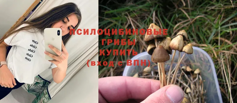 где продают   Райчихинск  Галлюциногенные грибы Cubensis 